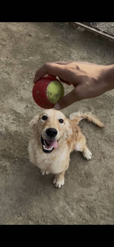Pedigree Golden Retriever Females