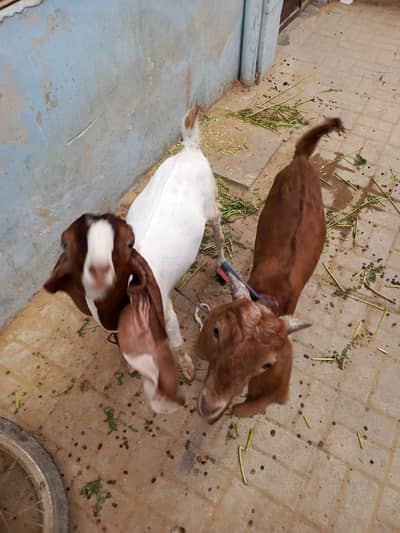 Sell My Goats Healthy & Active