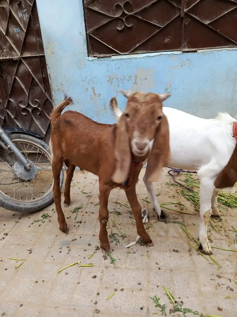 Sell My Goats Healthy & Active — photo 2