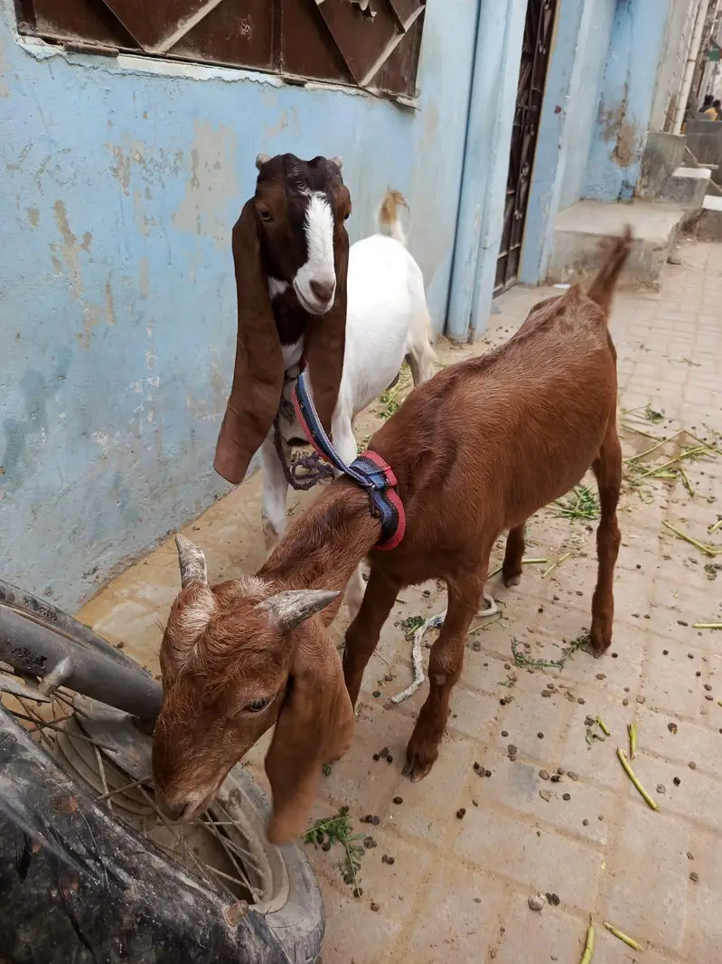 Sell My Goats Healthy & Active — photo 3