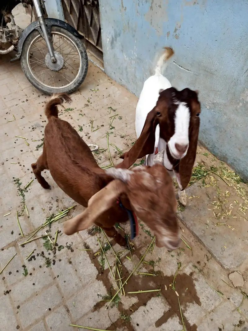 Sell My Goats Healthy & Active — photo 4