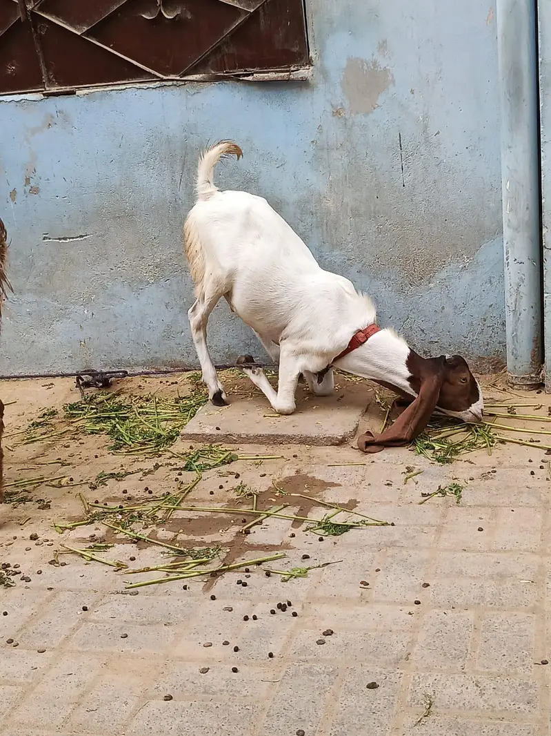 Sell My Goats Healthy & Active — photo 5