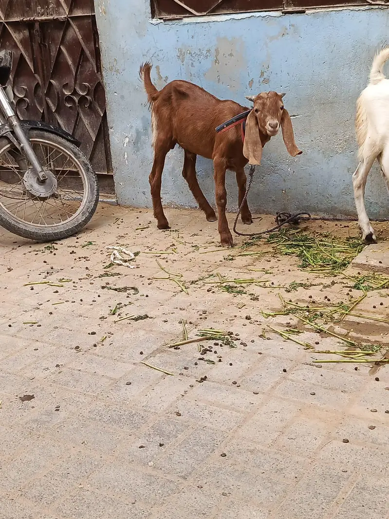 Sell My Goats Healthy & Active — photo 6