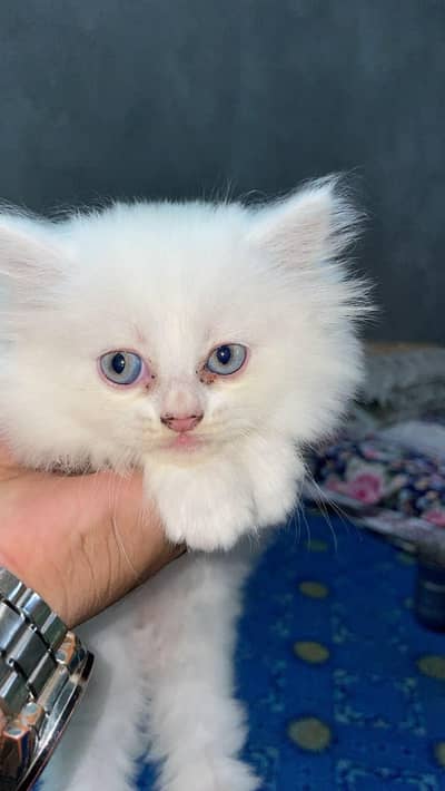 persion cat