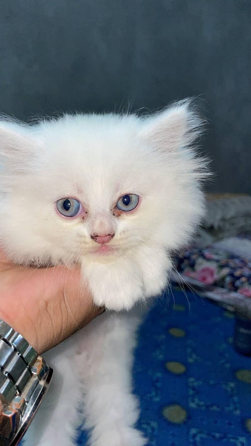 persion cat 0