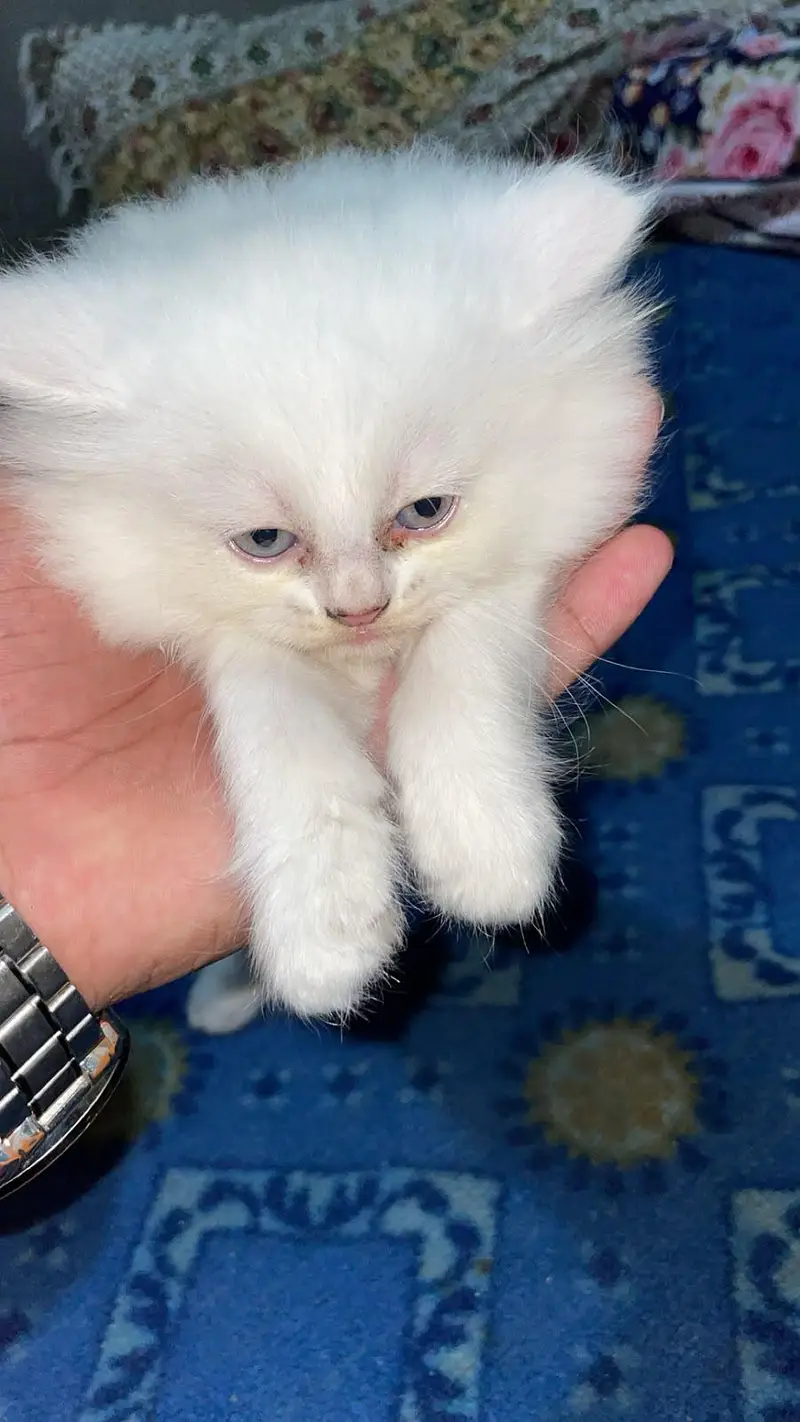 persion cat — photo 2