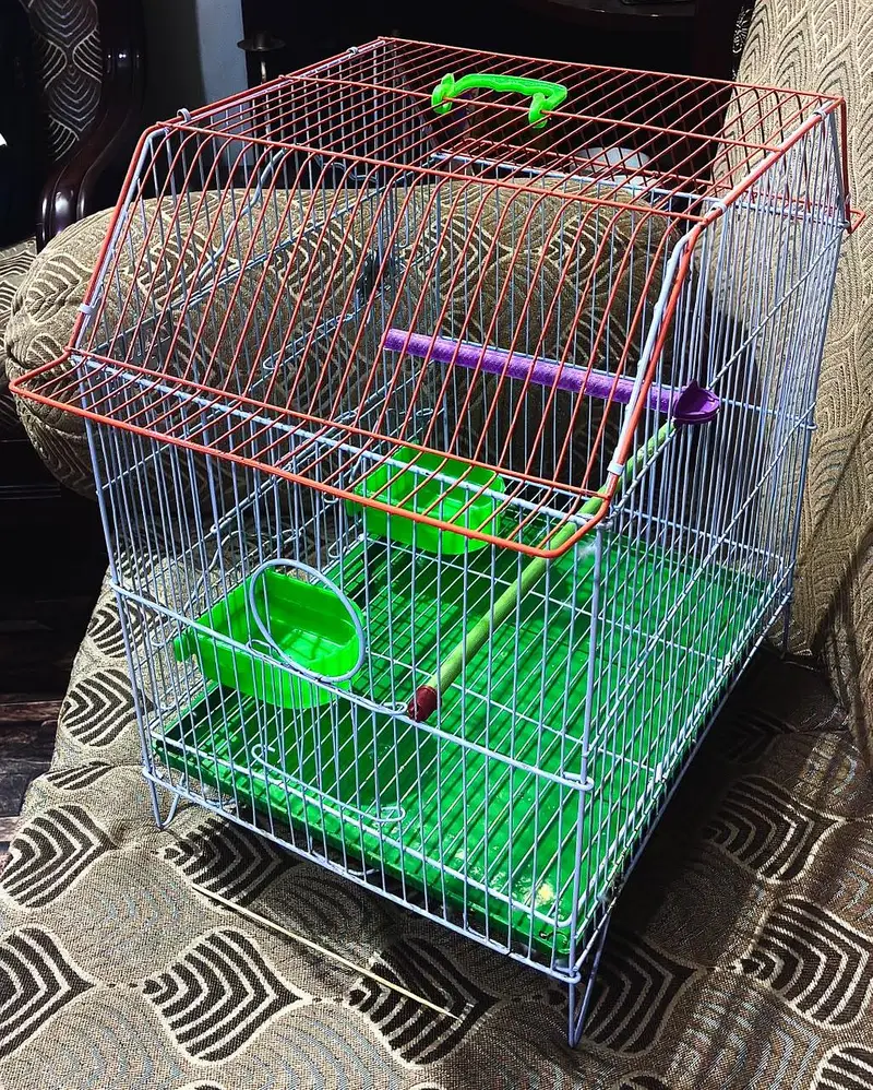 Bird Cage — photo 4