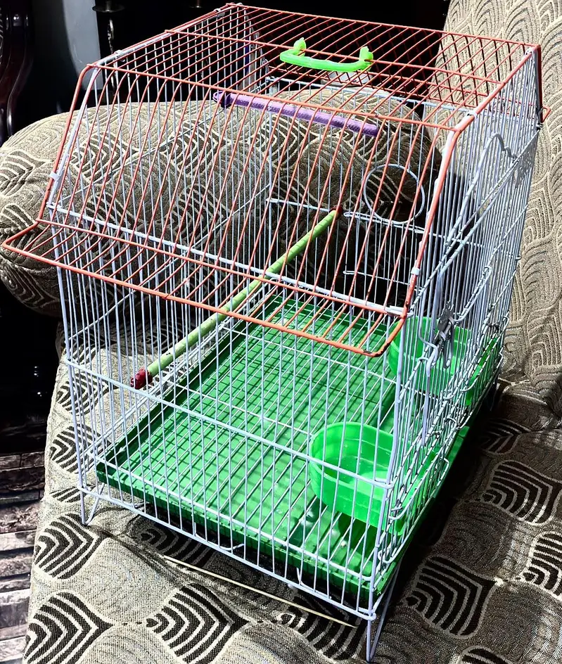 Bird Cage — photo 5