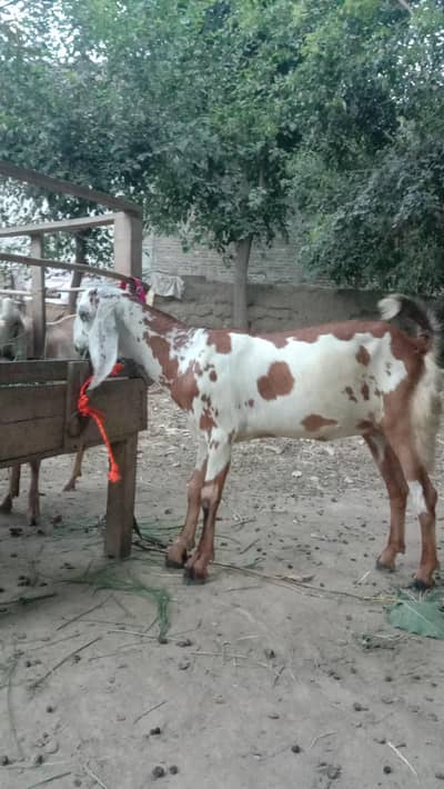 Beetle goat for sale