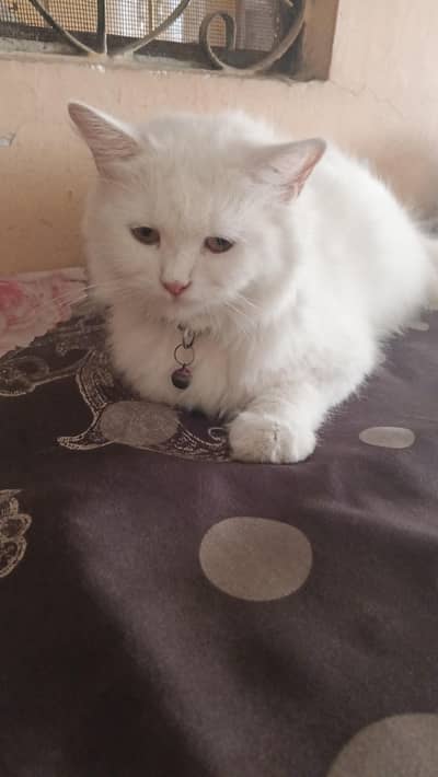 persian female cat