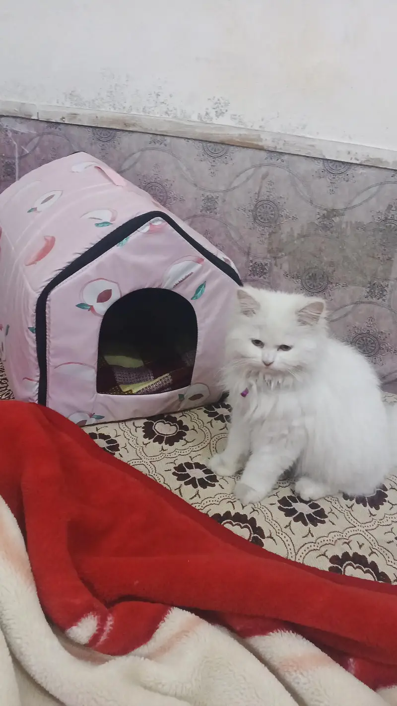 persian female cat — photo 3