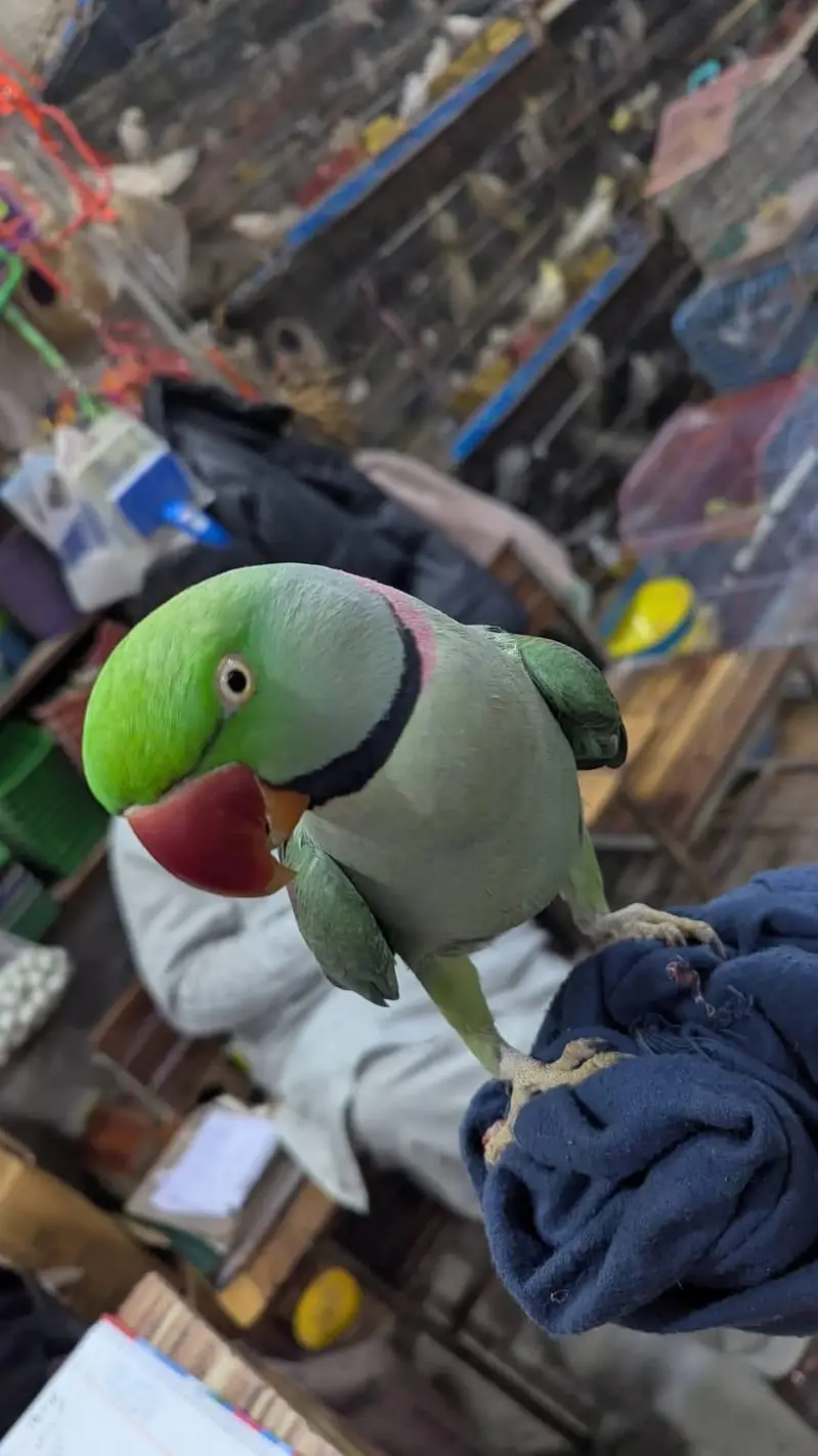 raw parrot male — photo 2