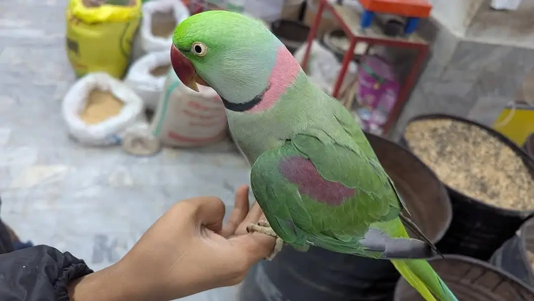 raw parrot male — photo 3