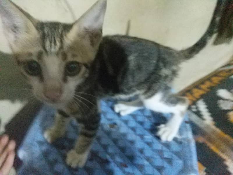 Kitty 1