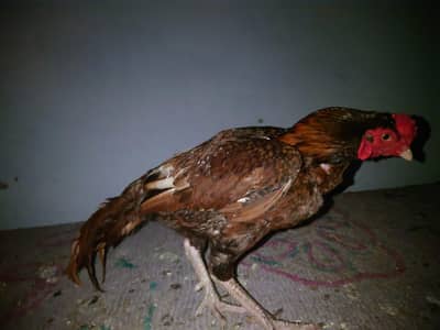 aseel morga