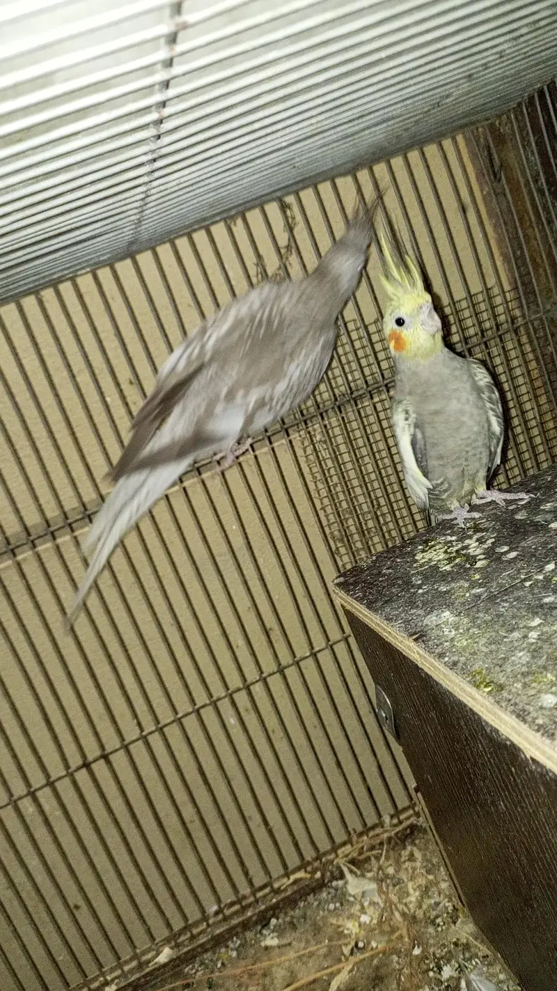 cocktails and lovebirds — photo 2