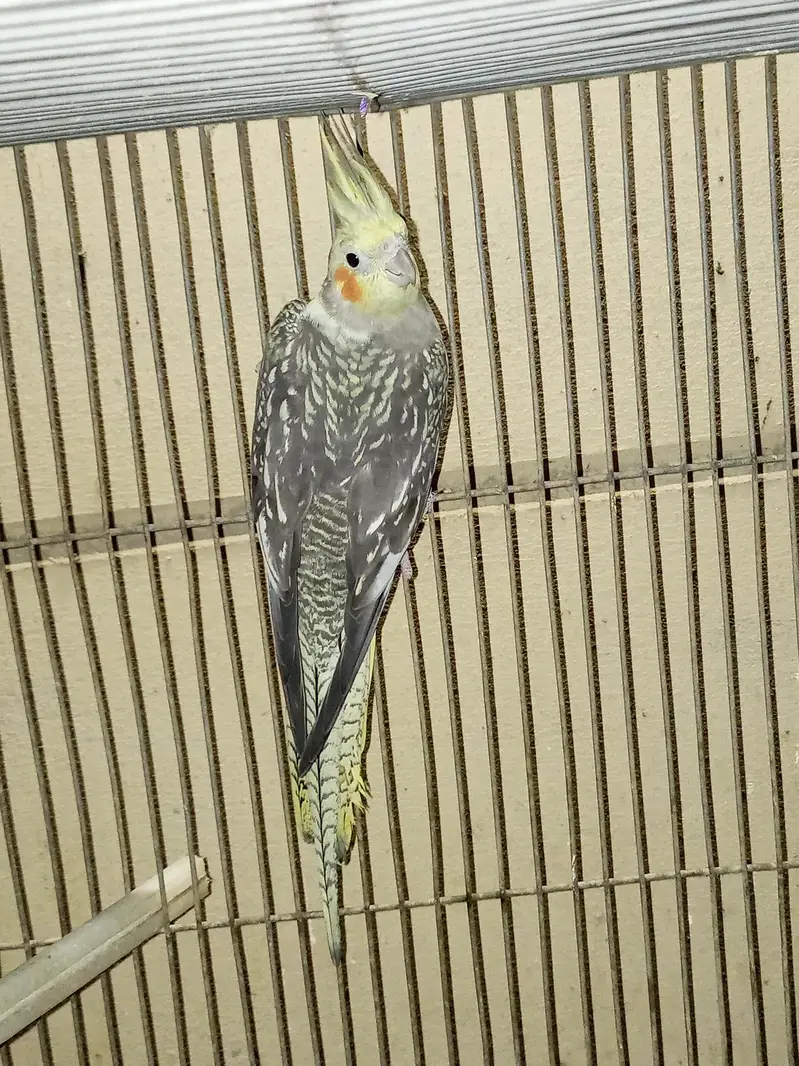 cocktails and lovebirds — photo 3