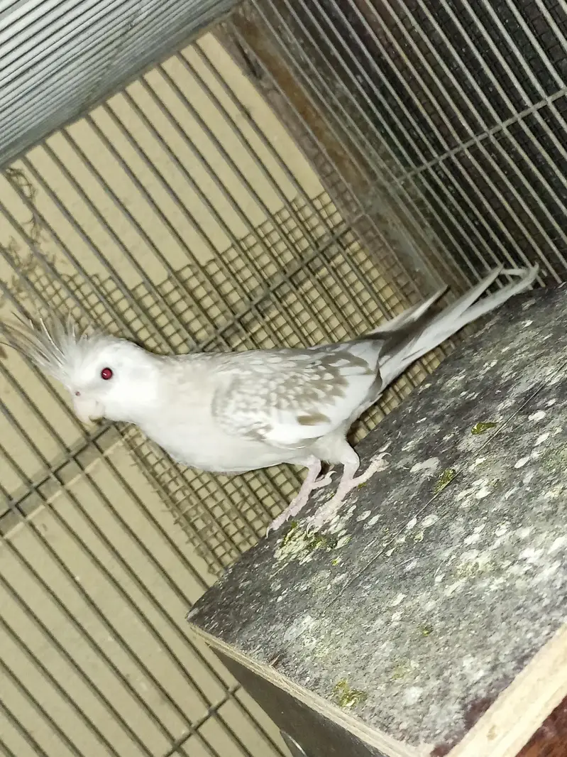 cocktails and lovebirds — photo 4