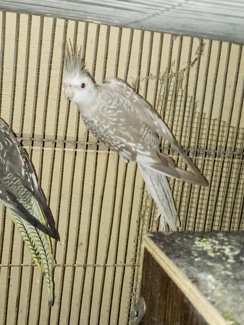 cocktails and lovebirds — photo 5