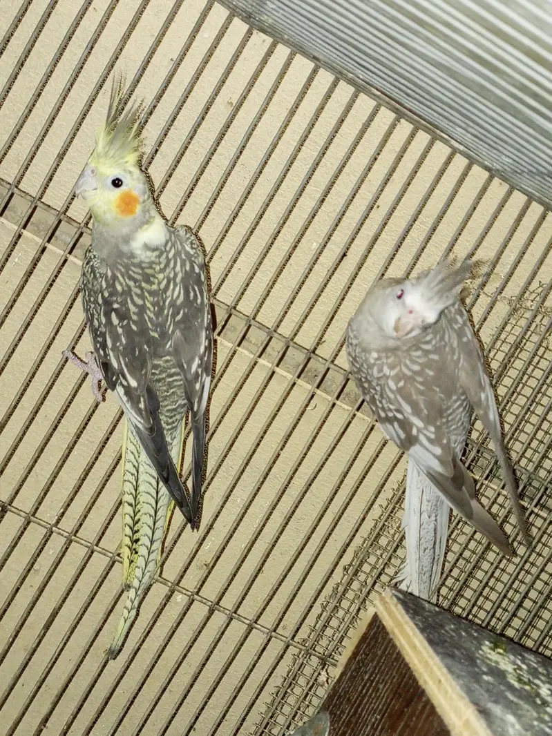 cocktails and lovebirds — photo 6