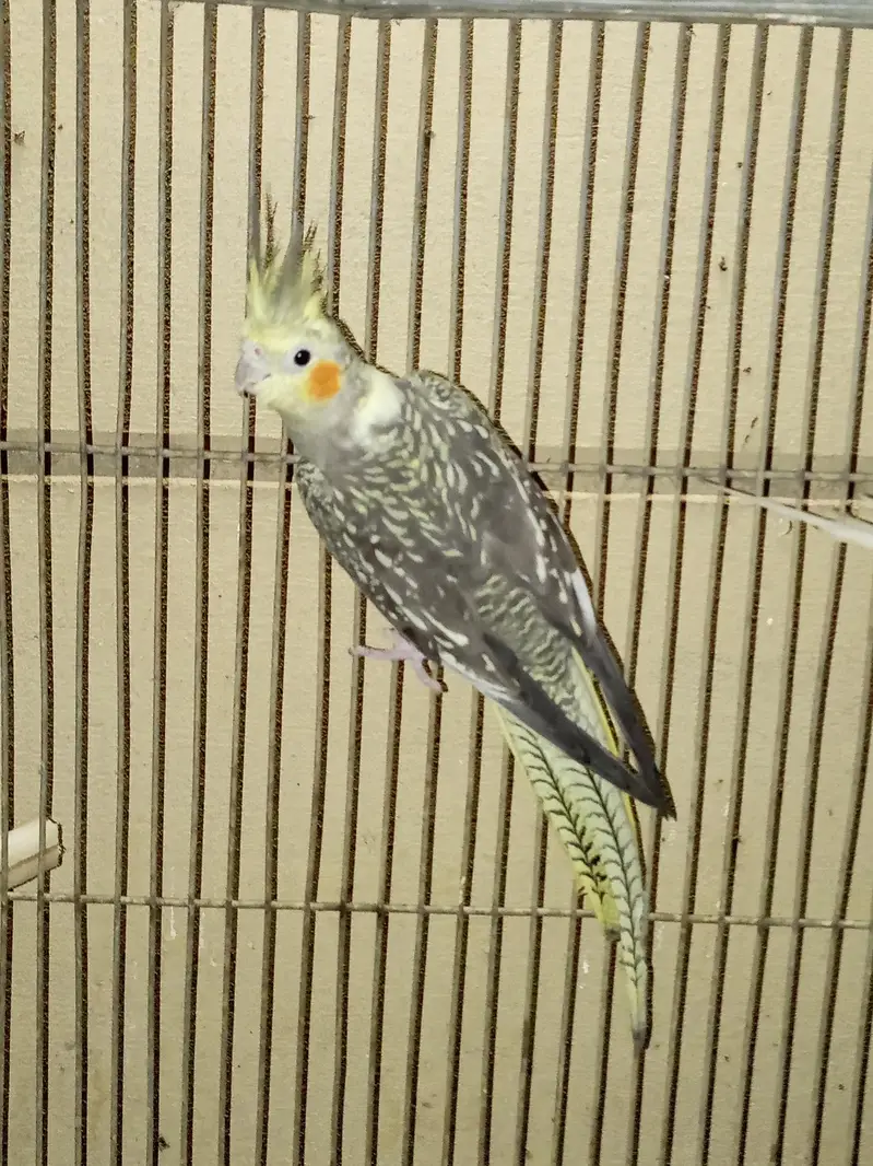 cocktails and lovebirds — photo 7