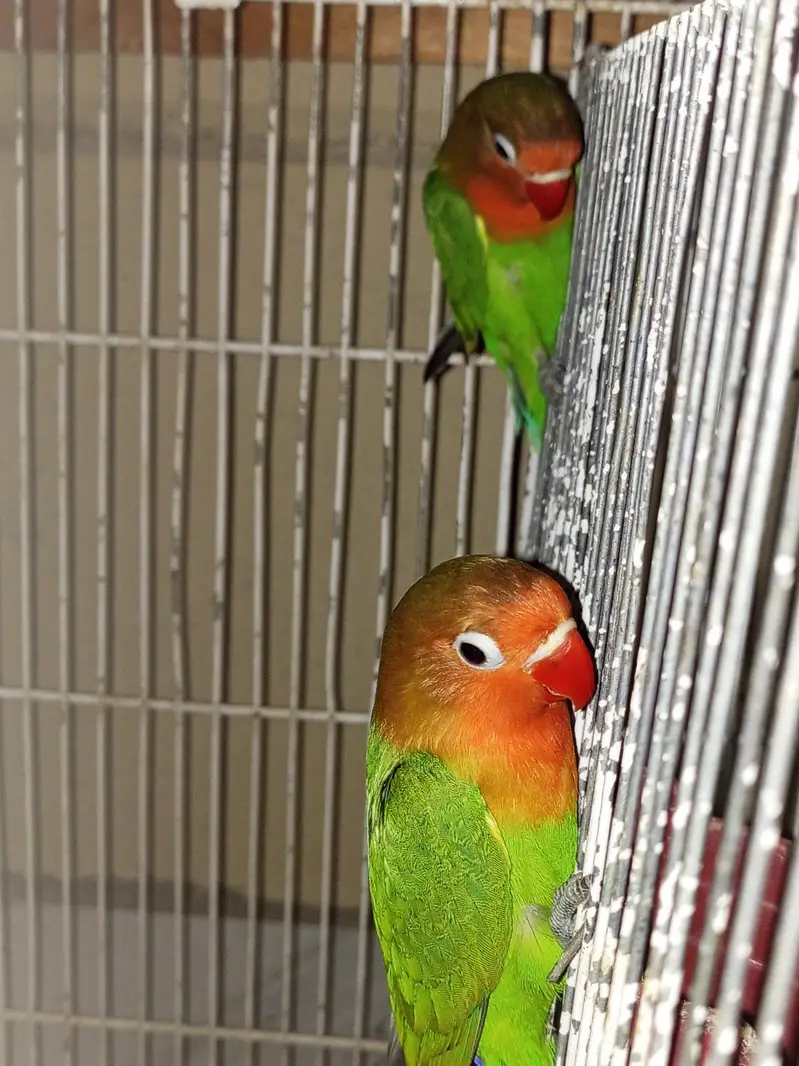 cocktails and lovebirds — photo 8