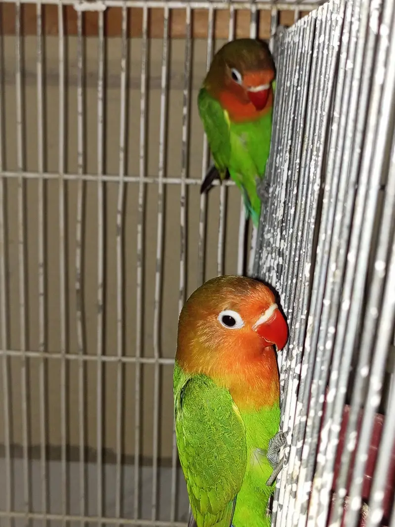 cocktails and lovebirds — photo 9