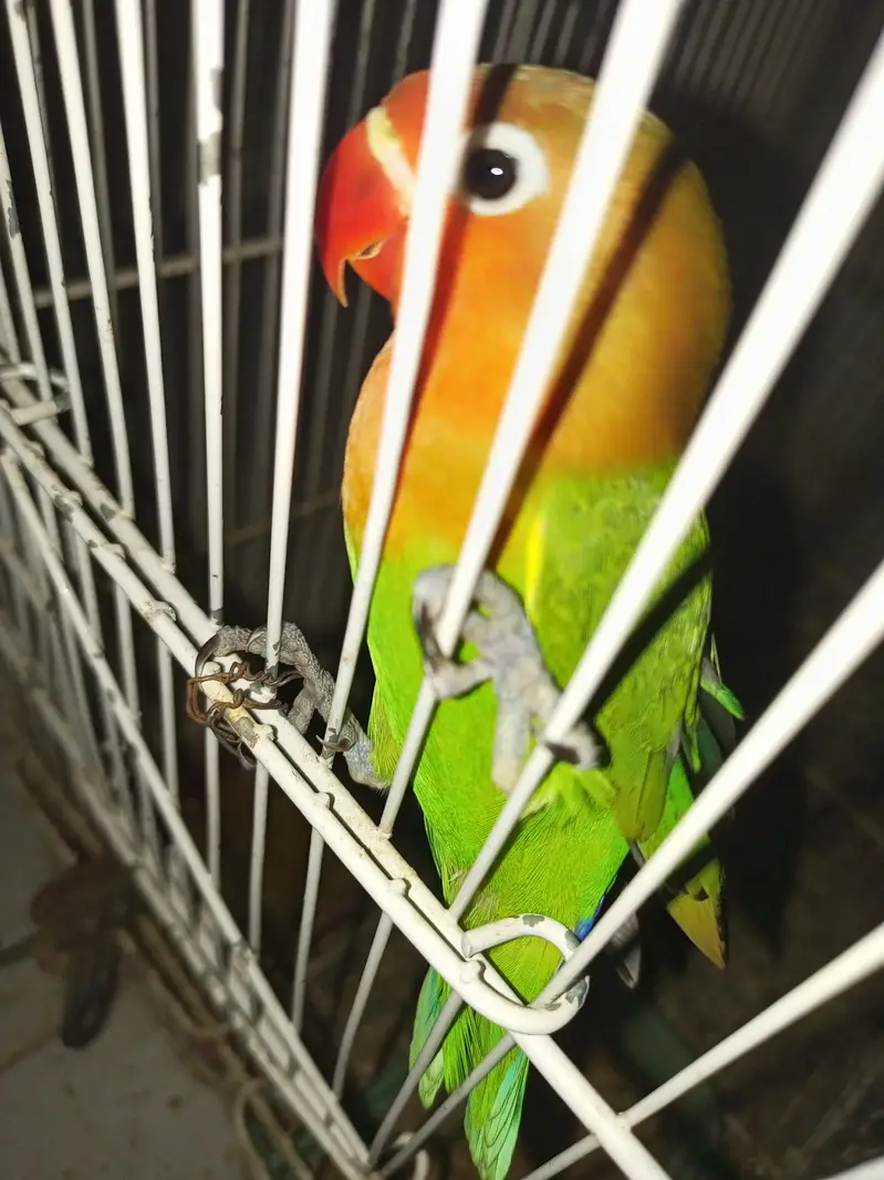 cocktails and lovebirds — photo 10