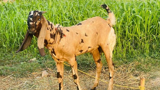 Beetal Breeder Bakra