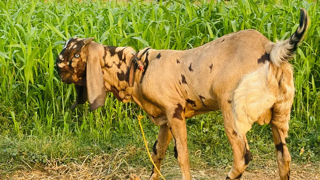 Beetal Breeder Bakra — photo 2