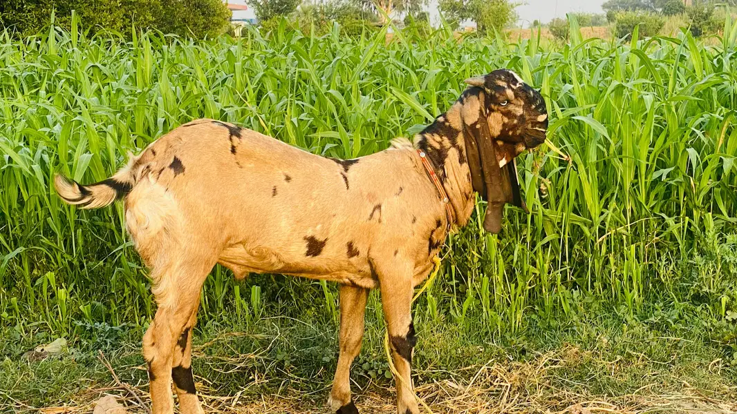 Beetal Breeder Bakra — photo 3