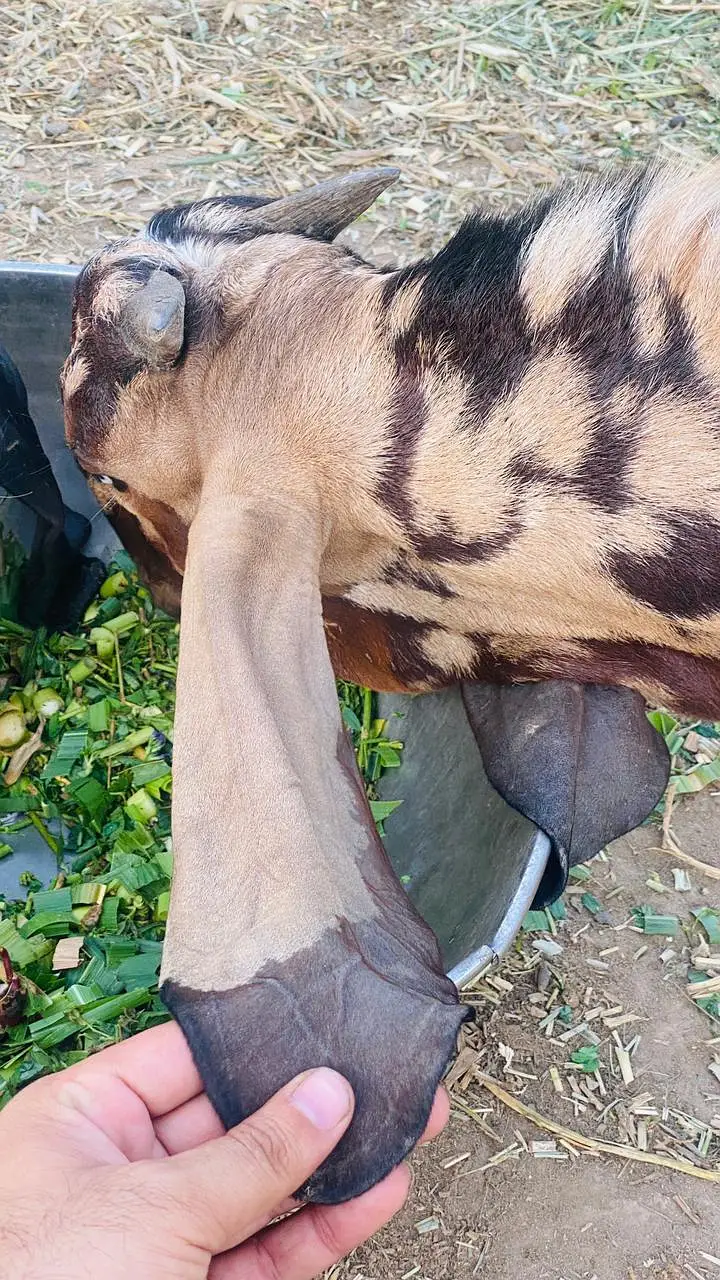 Beetal Breeder Bakra — photo 5