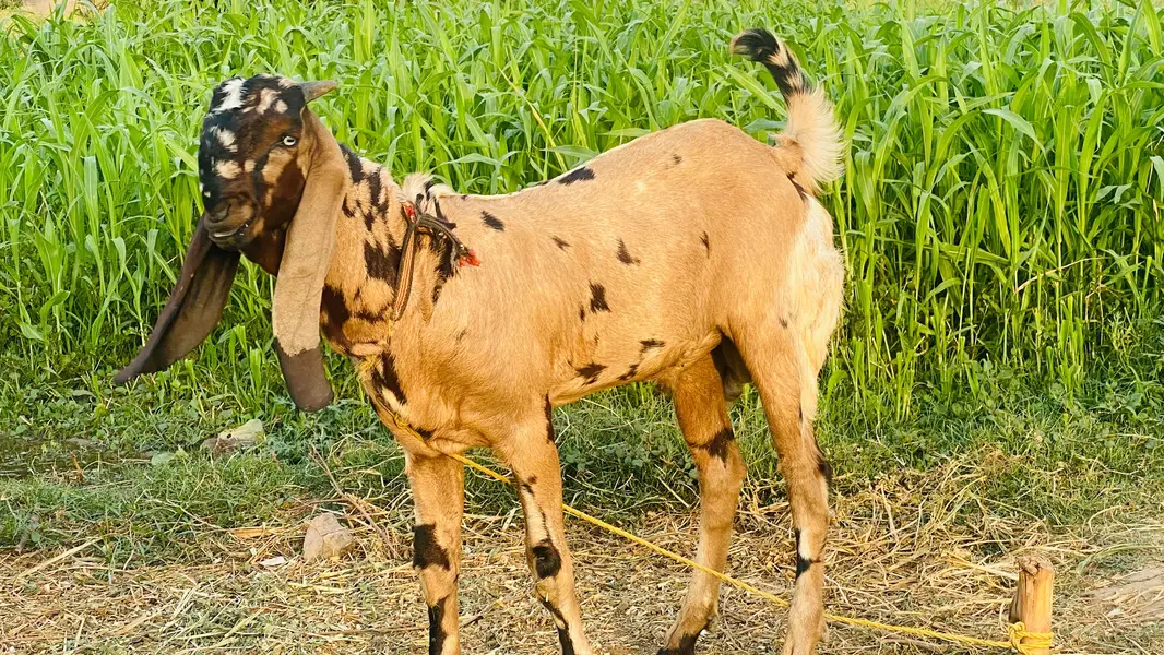Beetal Breeder Bakra — photo 6