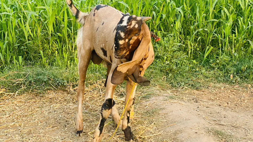 Beetal Breeder Bakra — photo 7