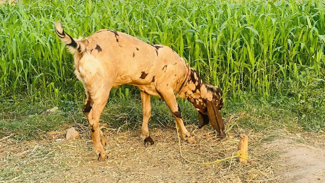Beetal Breeder Bakra — photo 8