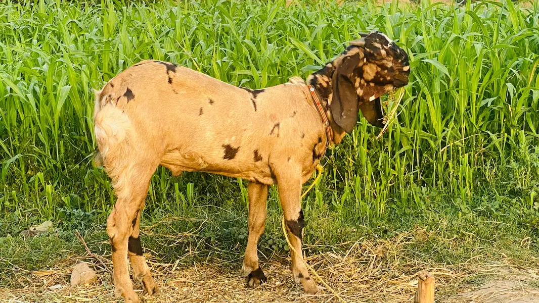 Beetal Breeder Bakra — photo 9