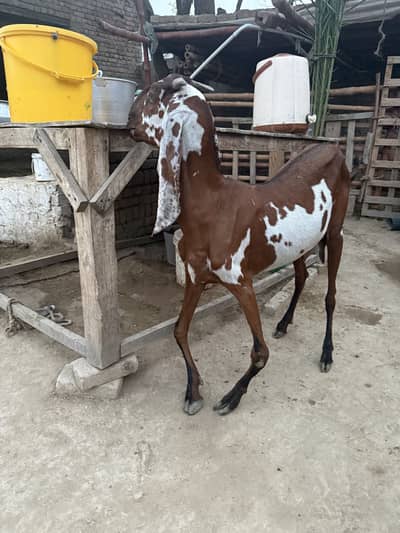 Beetal bakri for sale