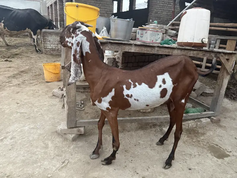 Beetal bakri for sale — photo 2