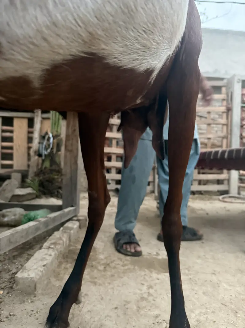 Beetal bakri for sale — photo 3