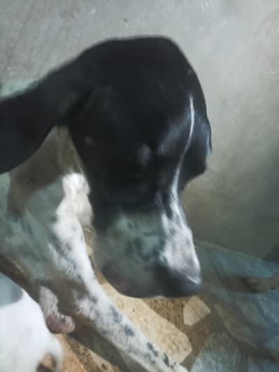 pure pointer puppies available