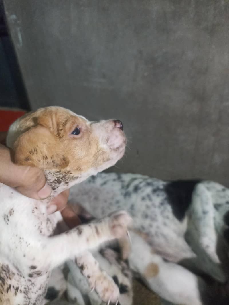 pure pointer puppies available 1