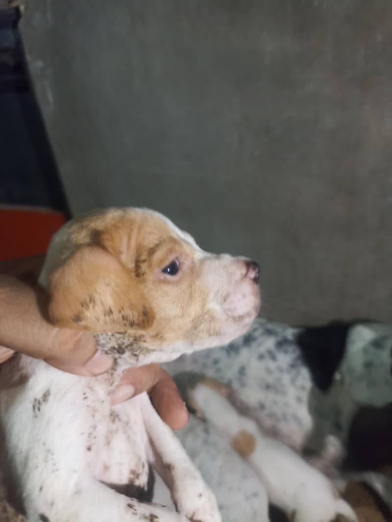 pure pointer puppies available 2
