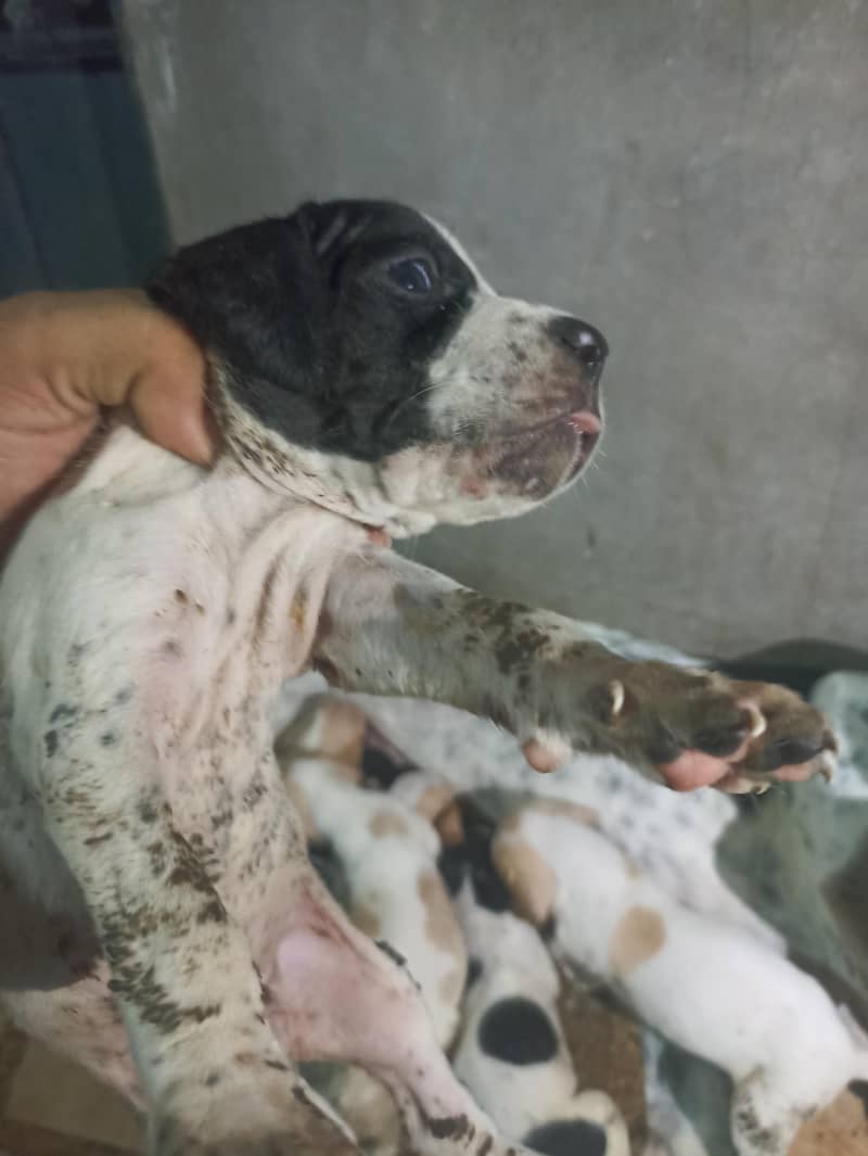 pure pointer puppies available 3