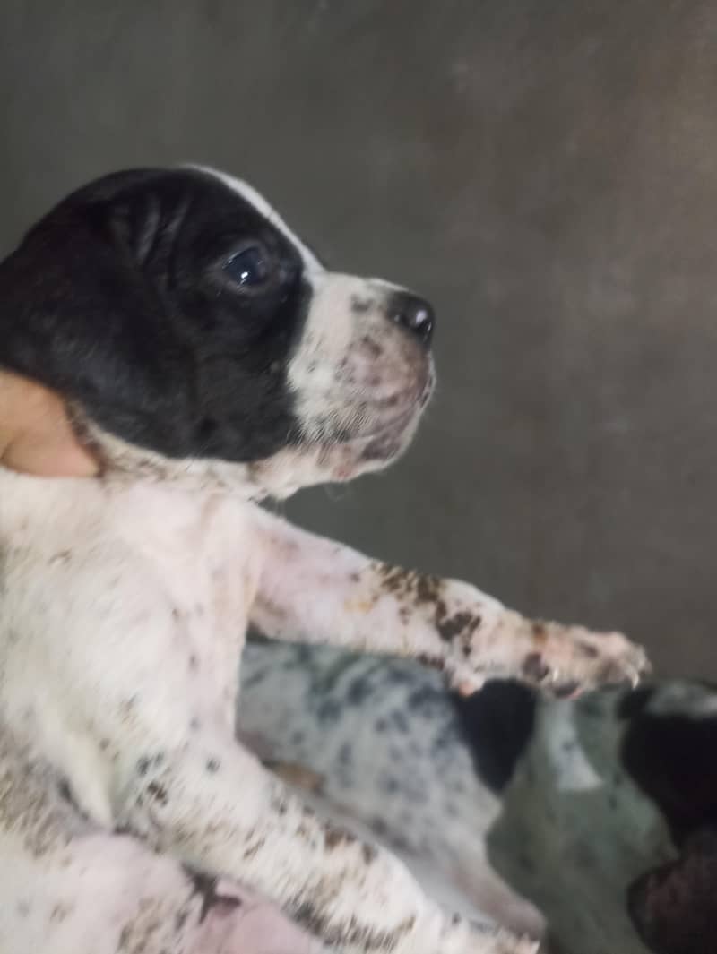 pure pointer puppies available 4
