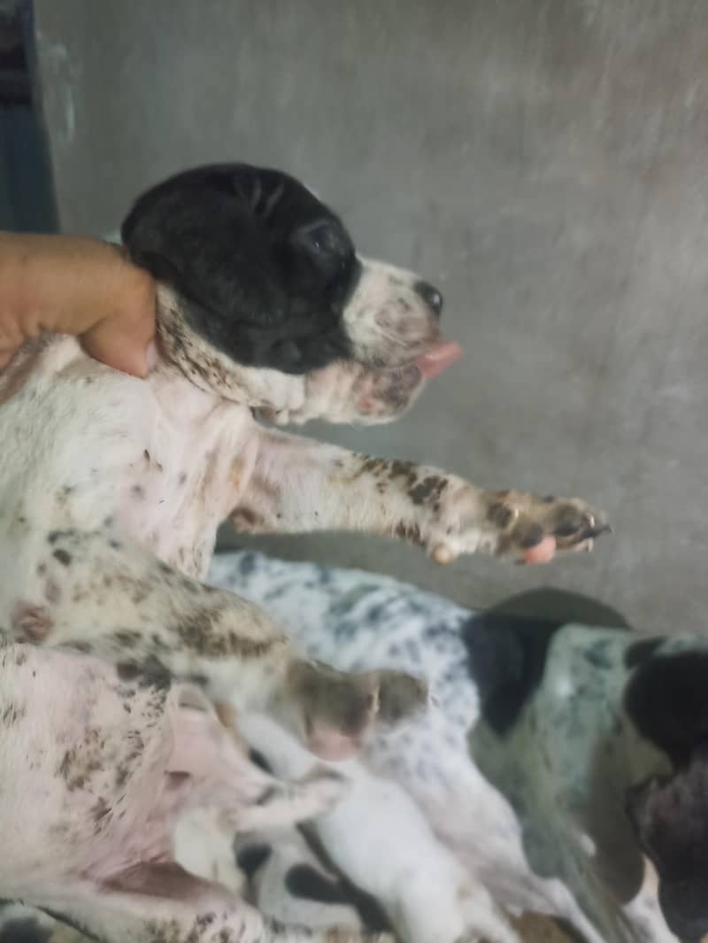 pure pointer puppies available 5