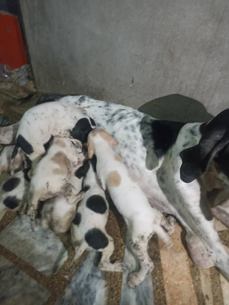pure pointer puppies available 6