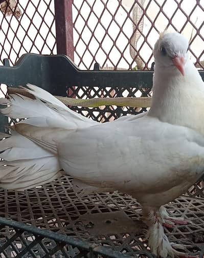 Laka Kabootar (Fantail Pigeon)
