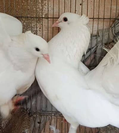 Laka Kabootar (Fantail Pigeon)