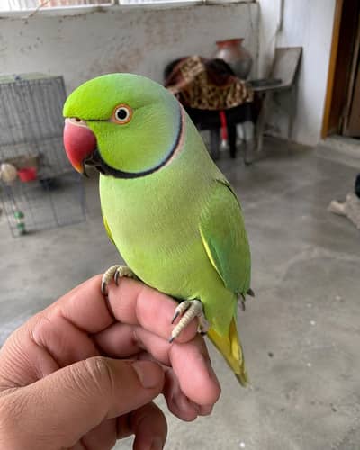 handtame no bite very friendly talking parrot