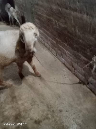 I have Larri Dumbah for Sale